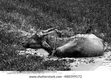 Black and White Picture of The Two Buffalos Relax in The Mud with The Acridotheres Cling its Back