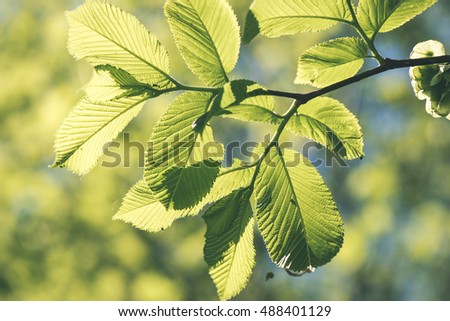 green leaves on a blue sky with tree branches - vintage film effect