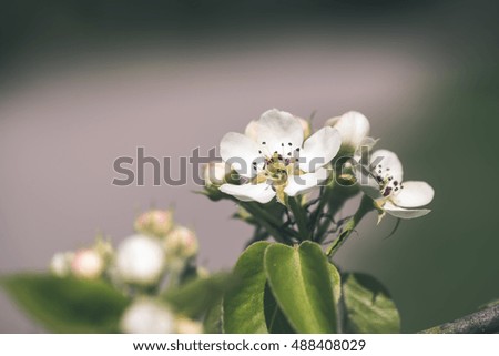 apple tree blossoms in spring blooming in natural environment - vintage look