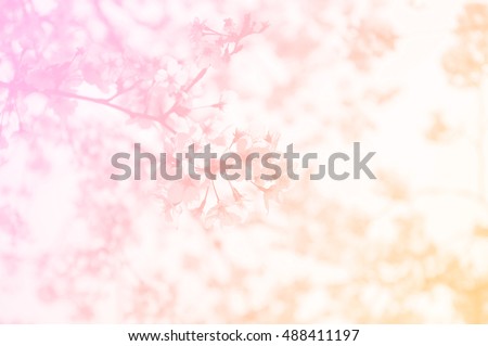 Soft focus Tokyo Sakura in pink and yellow colored as background. Nature background. Flower backgroud. Spring background. Royalty-Free Stock Photo #488411197