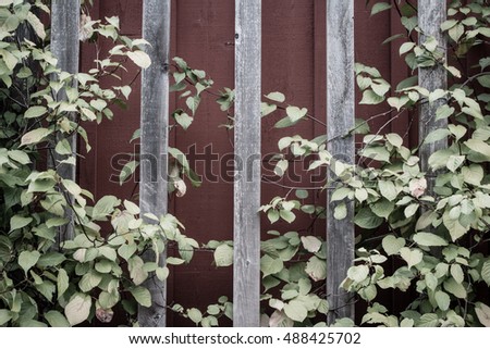 Green plant over wood fence