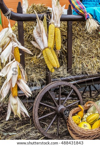 Agriculture harvest corn food background,Corn cob on cart  on straw background.Abstract background of straw cluster.Agriculture concept
