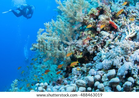 Scuba divers swim over tropical coral reef, Red sea, Egypt.