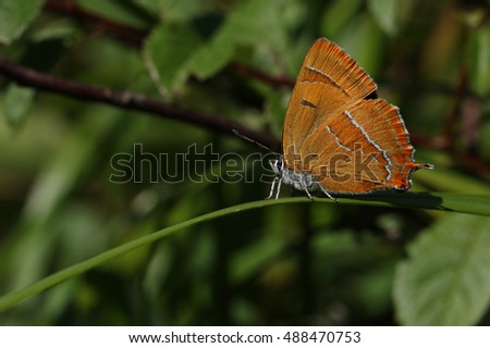 A rare Brown Hairstreak Butterfly (Thecla betulae ) perched on a blade of grass.