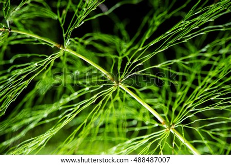 abstract foliage on green background in wet forest
