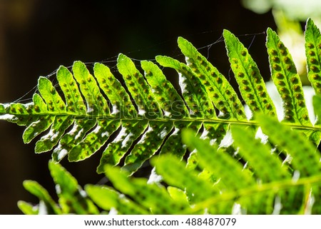 young spring leaves on green background in wet forest
