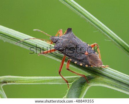 Bedbug sits on a grass.  Insecta/ Hemiptera/ Pentatomidae/ Pentatoma rufipes