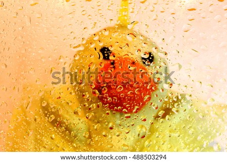 Fluffy duck through water drops.