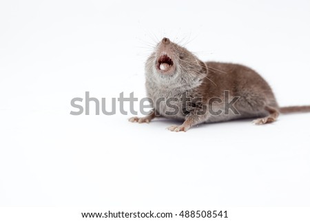 on a white background, there is a small shrew Royalty-Free Stock Photo #488508541