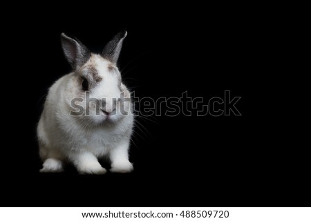  Cute white Netherland Dwarf Rabbit with Black background . 
copy space for text. 