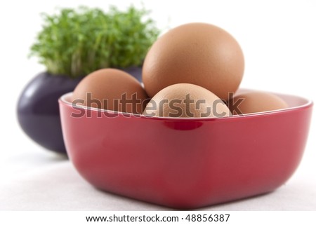 fresh eggs with fresh cress on white
