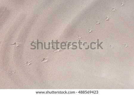 Footprints of a sand piper