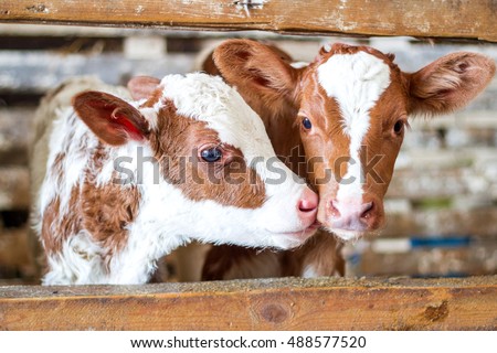 Red baby cow calf standing at stall at farm countryside Royalty-Free Stock Photo #488577520