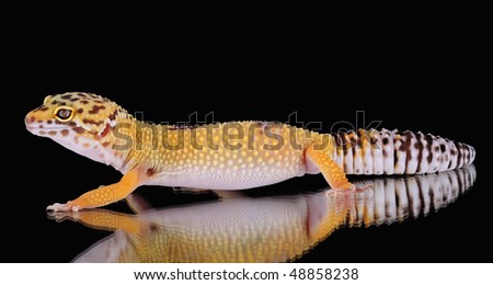 a picture of a yellow leopard gecko over a black background