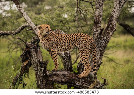 Beautiful Cheetah posing on tree at Serengeti Wet season