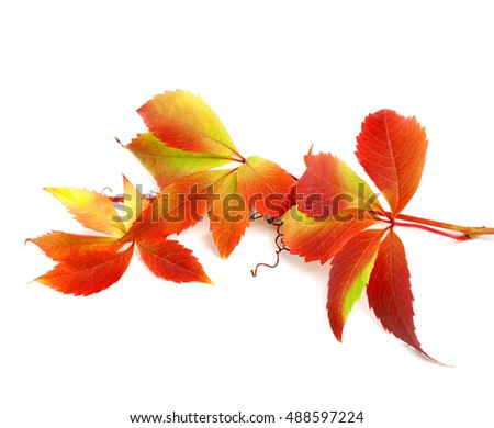 Red autumn twig of grapes leaves (Parthenocissus quinquefolia foliage). Isolated on white background.