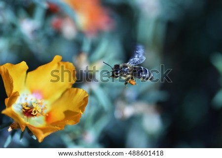 yellow flower on blue green background  -bee collects pollen 