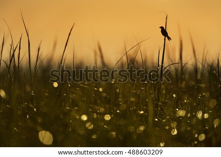 A Seaside Sparrow perches on a tall piece of marsh grass just after sunrise in the marsh creating a silhouette against the orange sky. Royalty-Free Stock Photo #488603209