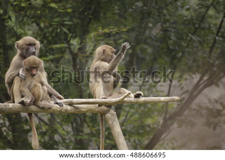 a baboon waving while sitting on a limb with two other baboons