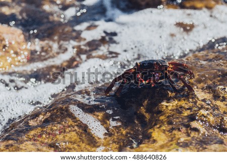 Wet sea crab on the stone. sunny summer day.