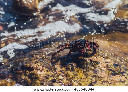 Wet sea crab on the stone. sunny summer day.