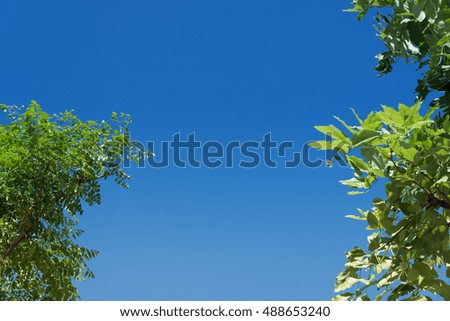 Tree with blue sky background, In a sunny day.