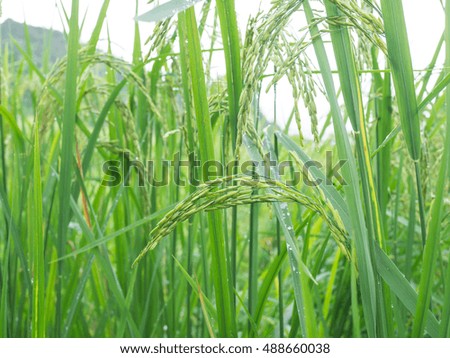 green paddy rice. ear of paddy