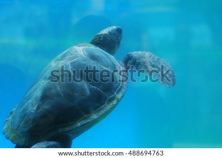 Amazing look at a leatherback sea turtle swimming along underwater. Royalty-Free Stock Photo #488694763
