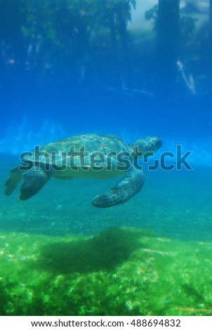 Sea turtle gliding along underwater.