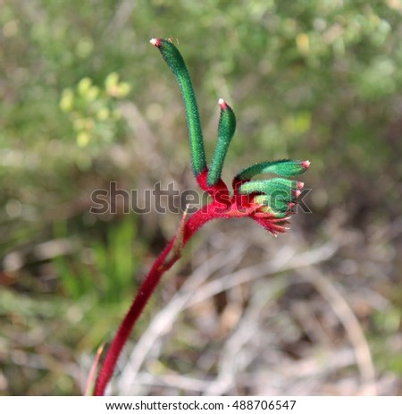 West Australian wildflower Red  and green Kangaroo Paw anigozanthus manglesii  in  Crooked Brook national park , Dardanup, Western Australia in early spring is an iconic wildflower and State emblem.