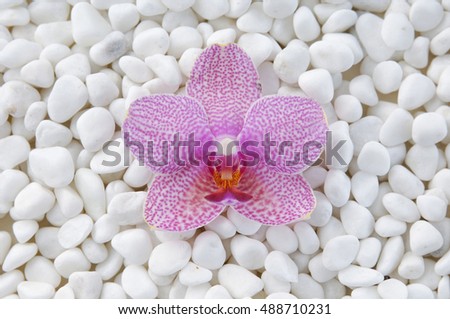 Pink orchid on pile of white stones
