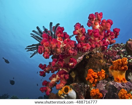 Soft Coral in front of the blue water