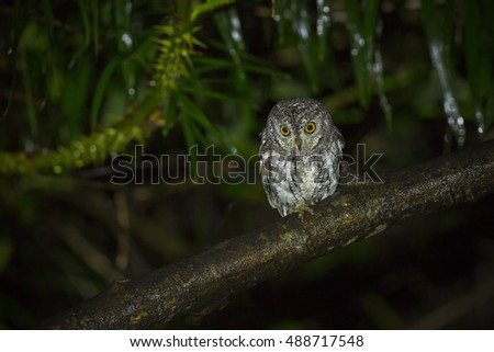 Oriental scops-owl male night in the nature.