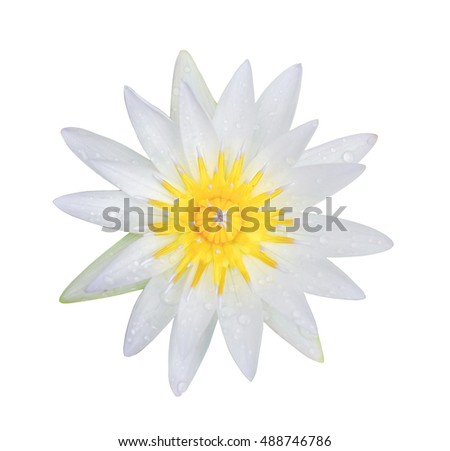 Lotus flower isolated on white background                            
