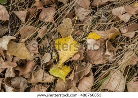 Orange Autumn Leaves Background