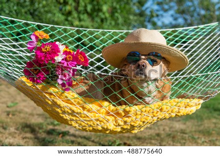 Dog with sunglasses and flowers in hammock