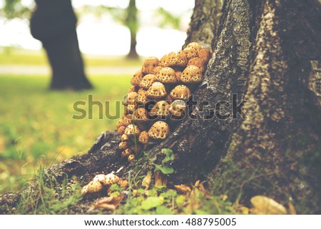 Small mushrooms in the tree. Image taken during autumn day. Image has a vintage effect applied.