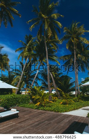 Coconut palm trees over bright sky background. Vintage style. Toned photo, great for wallpaper.