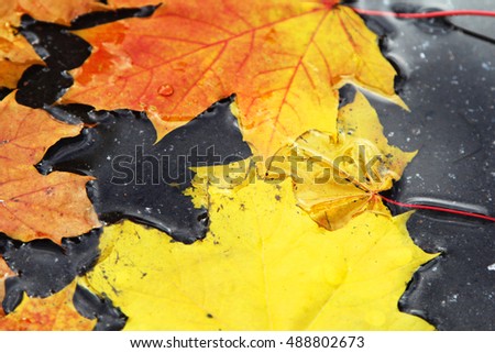 Autumn leaves in puddle. Abstract colorful background. Soft focus picture