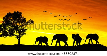elephants in the landscape