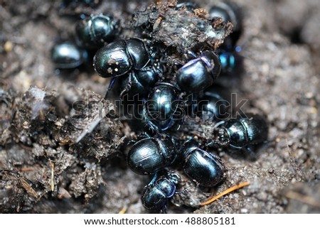 Earth boring dung beetles, Anoplotrupes stercorosus Royalty-Free Stock Photo #488805181