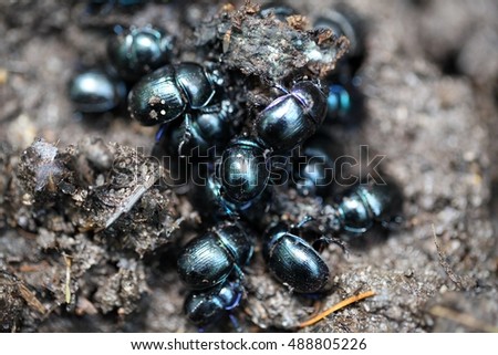 Earth boring dung beetles, Anoplotrupes stercorosus Royalty-Free Stock Photo #488805226