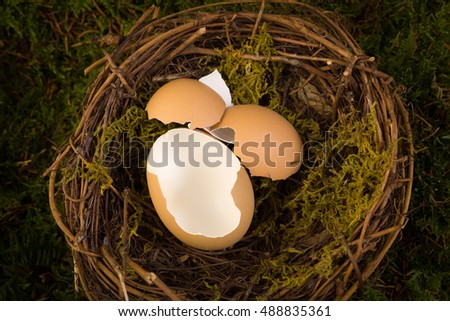 Empty eggs in a bird's nest to be used as a digital backdrop for newborn photography.