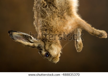 Dead hare hanging on a rope in an old master hunting still life