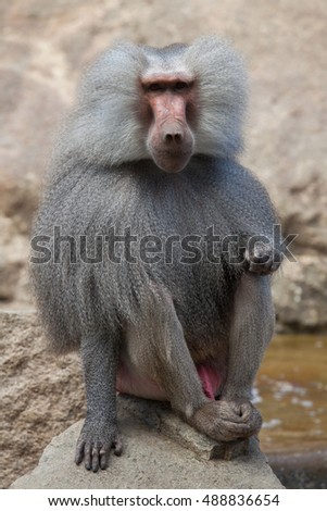 Hamadryas baboon (Papio hamadryas). Wildlife animal. 