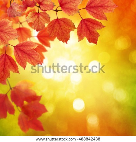  autumn leaves on a blurred background