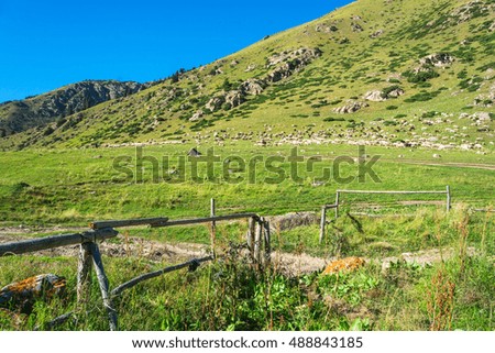 Large flock of sheep on a green mountain slope in summer Sunny day, Kyrgyzstan.