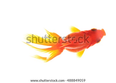 Goldfish, Japan