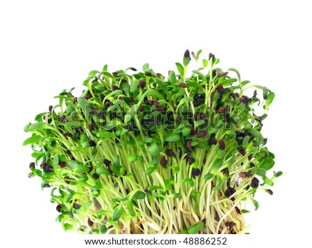 Alfalfa sprouts Royalty-Free Stock Photo #48886252