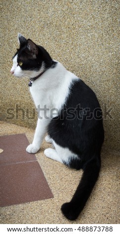 Black and white cat sitting